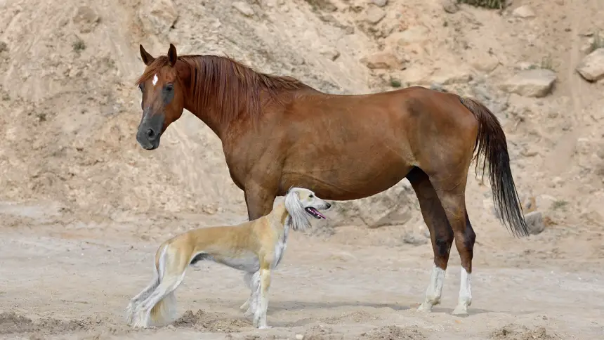 Arabian Horses
