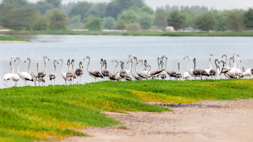 The Wasit Wetland Centre in Sharjah